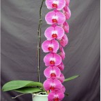 Phalaenopsis OX Red Shoe B S