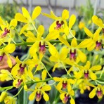 Dendrobium Pensuda Fragrant 