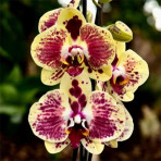 Phalaenopsis Pikachu B S Phalaenopsis Pikachu B S