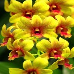 Dendrobium Pinwattana X Boonchu Gold 