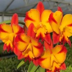Cattleya Pleonpid Flowering Size