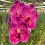 Vanda Pornpimol X Dr Anek 517 Flowering Size