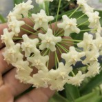 Hoya Pubicalyx White Dragon B S