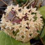 Hoya Quinquenervia B S