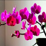 Phalaenopsis Queen Beer B S