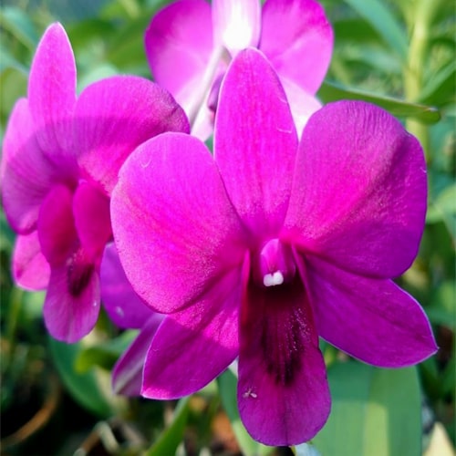 Dendrobium Sakda Beauty Orchid Online Purchase