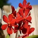 Mokara Salaya Red