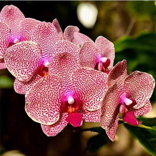 Phalaenopsis Hsin Sesame B S Phalaenopsis Hsin Sesame B S