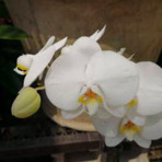 Phalaenopsis Long Pride Snowboard B S Phalaenopsis Long Pride Snowboard B S
