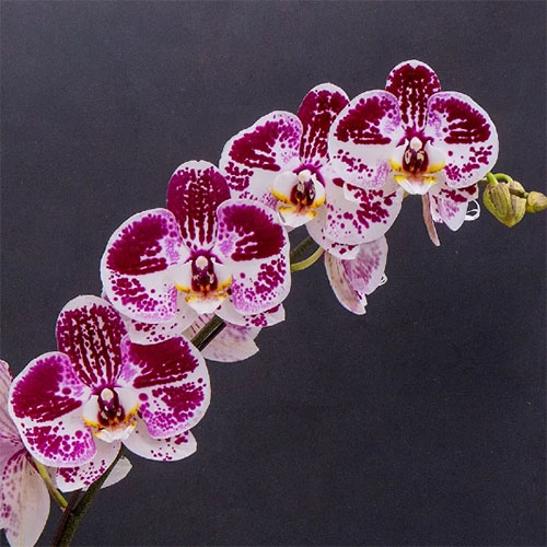 Phalaenopsis Chiada Stacy B S Phalaenopsis Chiada Stacy B S