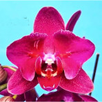 Phalaenopsis Sukabumi B S Phalaenopsis Sukabumi B S