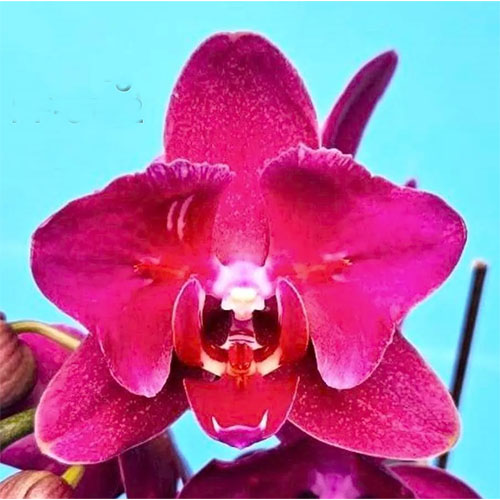 Phalaenopsis Sukabumi B S Phalaenopsis Sukabumi B S