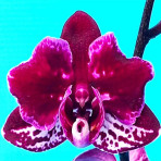 Phalaenopsis Sunburn B S Phalaenopsis Sunburn B S