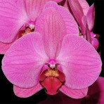 Phalaenopsis Sushine Coast B S Phalaenopsis Sushine Coast B S