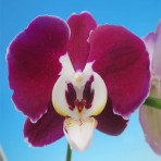 Phalaenopsis Bright Peacock X Yushan Mongo 