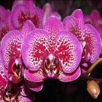 Phalaenopsis Yu Pin Burgundy B S