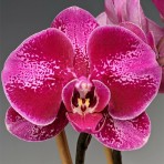 Phalaenopsis TS2529  B S