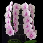 Phalaenopsis TWM-1258 BS