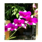 Dendrobium  Venus Mini  Flowering Size