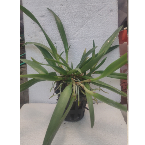 Brassocatanthe Yuan Dung Red Star Orchid Online Purchase