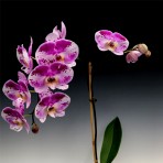 Phalaenopsis Ben Yu Panda