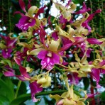 Dendrobium Carol Goo Flowering Size