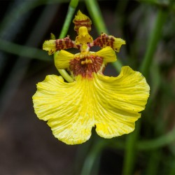 Oncidium