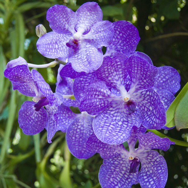 Orchid Plants