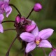 Special Orchids