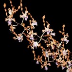 Dendrobium Helix
