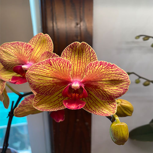Phalaenopsis Kaleidoscope B S Phalaenopsis Kaleidoscope B S
