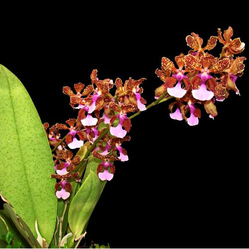 Trichocentrum lanceanum Trichocentrum lanceanum