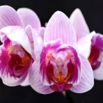 Phalaenopsis  Charming Gem Stripes B S