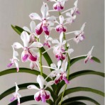 Vanda lamellata × Vanda luzonica (Fragrant)