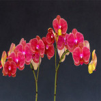 Phalaenopsis Magpie B S Phalaenopsis Magpie B S
