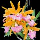 Cattleya Matured