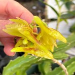 Dendrobium serratilabium-Flowering Size