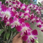 Dendrobium Sonia Ersakul